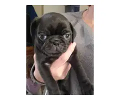 Two female full-blooded pug puppies - 4