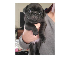 Two female full-blooded pug puppies