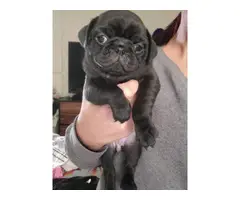 Two female full-blooded pug puppies - 5