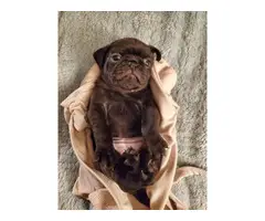 Two female full-blooded pug puppies - 6