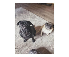 Two female full-blooded pug puppies