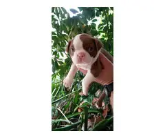 4 Boston terrier puppies for sale