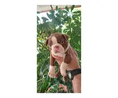 4 Boston terrier puppies for sale