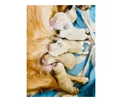 Newborn Cocker Spaniel Puppies!!!