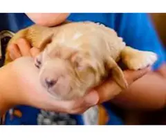 Newborn Cocker Spaniel Puppies!!! - 2