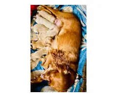 Newborn Cocker Spaniel Puppies!!! - 3