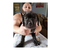 2 registered male Cane Corso puppies