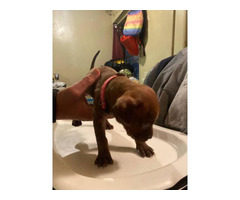 2 female and 2 male red nose pitbull puppies