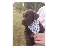 3 Aussiedoodle puppies for sale - 2