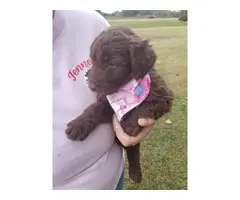 3 Aussiedoodle puppies for sale - 3