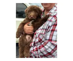 3 Aussiedoodle puppies for sale - 4