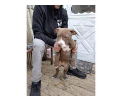 8 pitbull puppies available for good homes