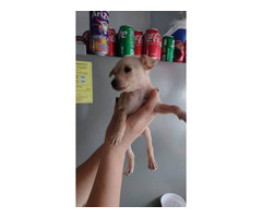Full-bred Applehead Chihuahua puppies