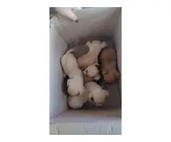Full-bred Applehead Chihuahua puppies