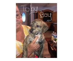 6 Catahoula mix puppies looking for homes