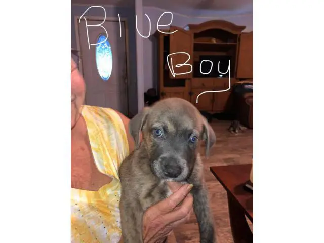 6 Catahoula mix puppies looking for homes - 2/6