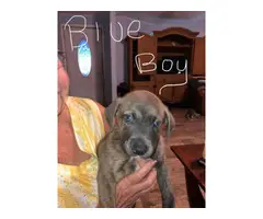 6 Catahoula mix puppies looking for homes - 2