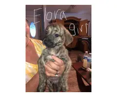 6 Catahoula mix puppies looking for homes - 3