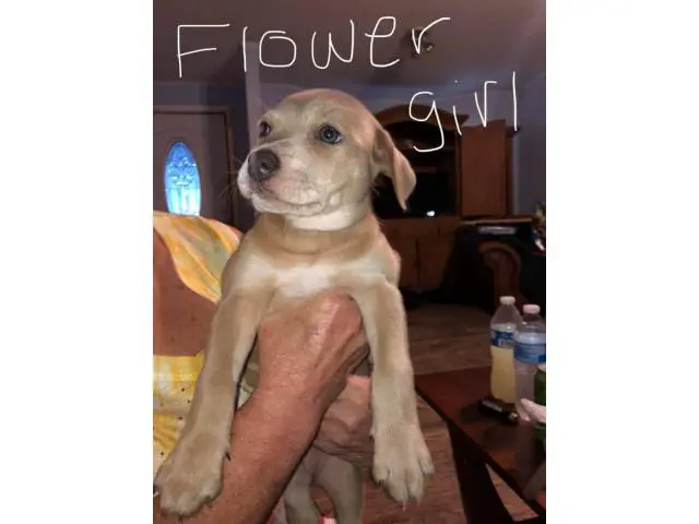 6 Catahoula mix puppies looking for homes - 4/6