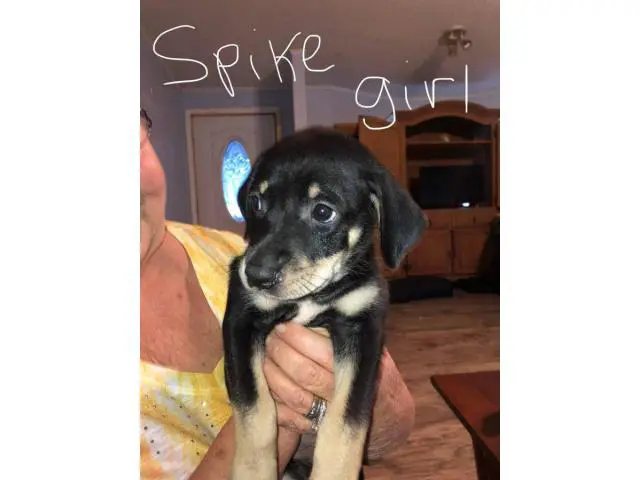 6 Catahoula mix puppies looking for homes - 5/6