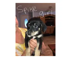 6 Catahoula mix puppies looking for homes - 5