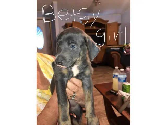 6 Catahoula mix puppies looking for homes - 6/6