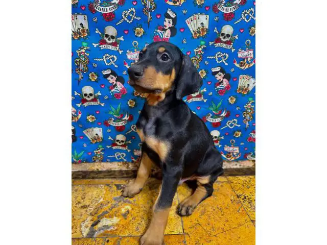 5 AKC Doberman puppies for sale - 4/7