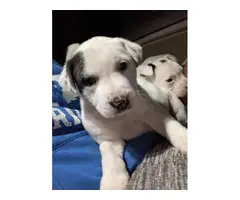 8 beautiful pitbull puppies