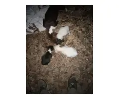 3 left fullblooded Rat Terriers - 2