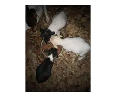 3 left fullblooded Rat Terriers - 3