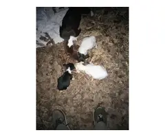 3 left fullblooded Rat Terriers - 4
