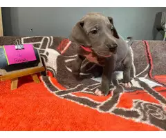 5 Great Dane puppies ready to go