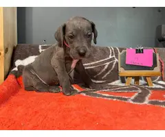 5 Great Dane puppies ready to go