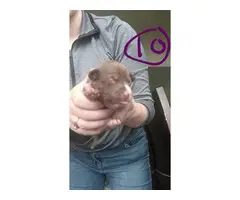Pitbull puppies 5 males and 5 females
