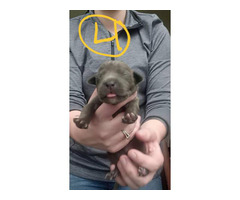 Pitbull puppies 5 males and 5 females