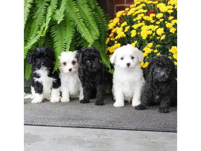 Litters of full-blooded Cavachon  puppies - 1/5