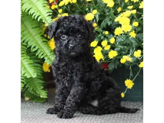 Litters of full-blooded Cavachon  puppies - 2/5