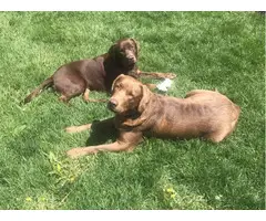 Black and Chocolate AKC registered Lab Puppies for Sale