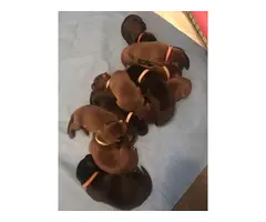 Black and Chocolate AKC registered Lab Puppies for Sale