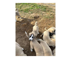 Anatolian Shepherd puppies for sale
