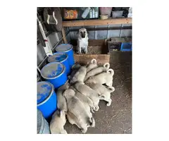 Anatolian Shepherd puppies for sale