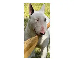 AKC Champion bloodline Bull Terrier Puppy for Sale