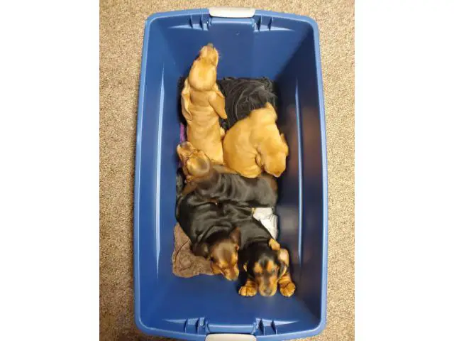 5 purebred basset hound puppies for sale - 1/4