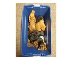 5 purebred basset hound puppies for sale
