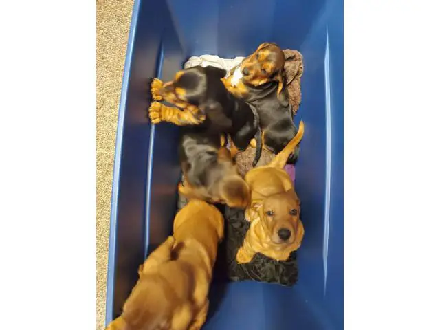 5 purebred basset hound puppies for sale - 3/4