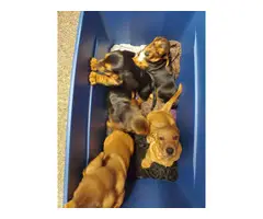 5 purebred basset hound puppies for sale - 3