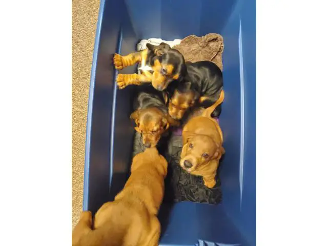 5 purebred basset hound puppies for sale - 4/4