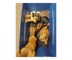 5 purebred basset hound puppies for sale - 4