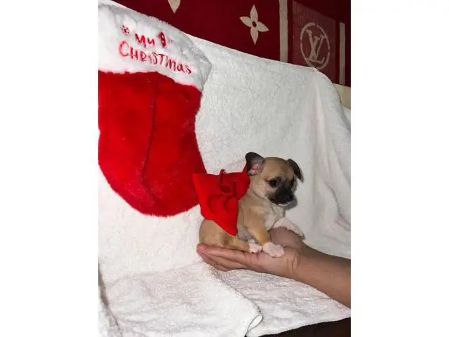 6 Teacup Chihuahua Puppies Available - 1/6