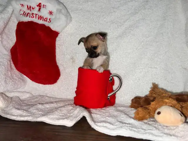 6 Teacup Chihuahua Puppies Available - 2/6